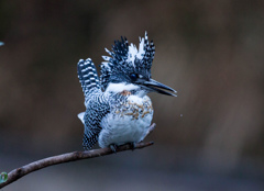 Crested kingfisher 35