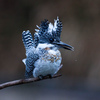 Crested kingfisher 35