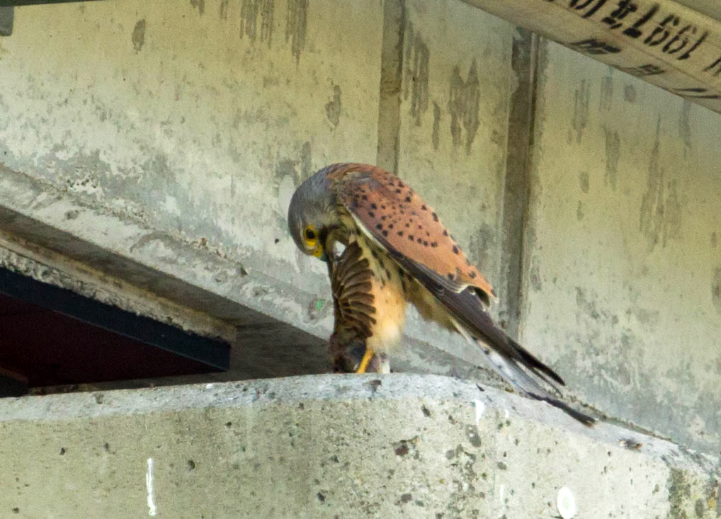 チョウゲンボウ　の餌