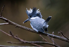 Crested kingfisher 28