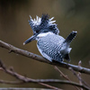 Crested kingfisher 28