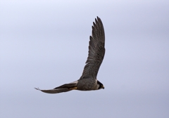 DSC05126_R