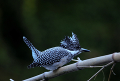 今日の出会い2014.11.16-06