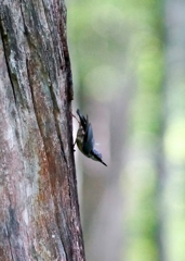 ゴジュウカラ ゴジュウカラ