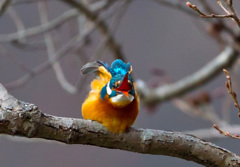 最近のカワセミ11　変顔