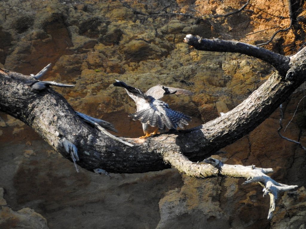 超望遠で100ｍ先のハヤブサ　02