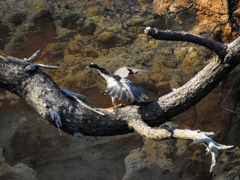 超望遠で100ｍ先のハヤブサ　02