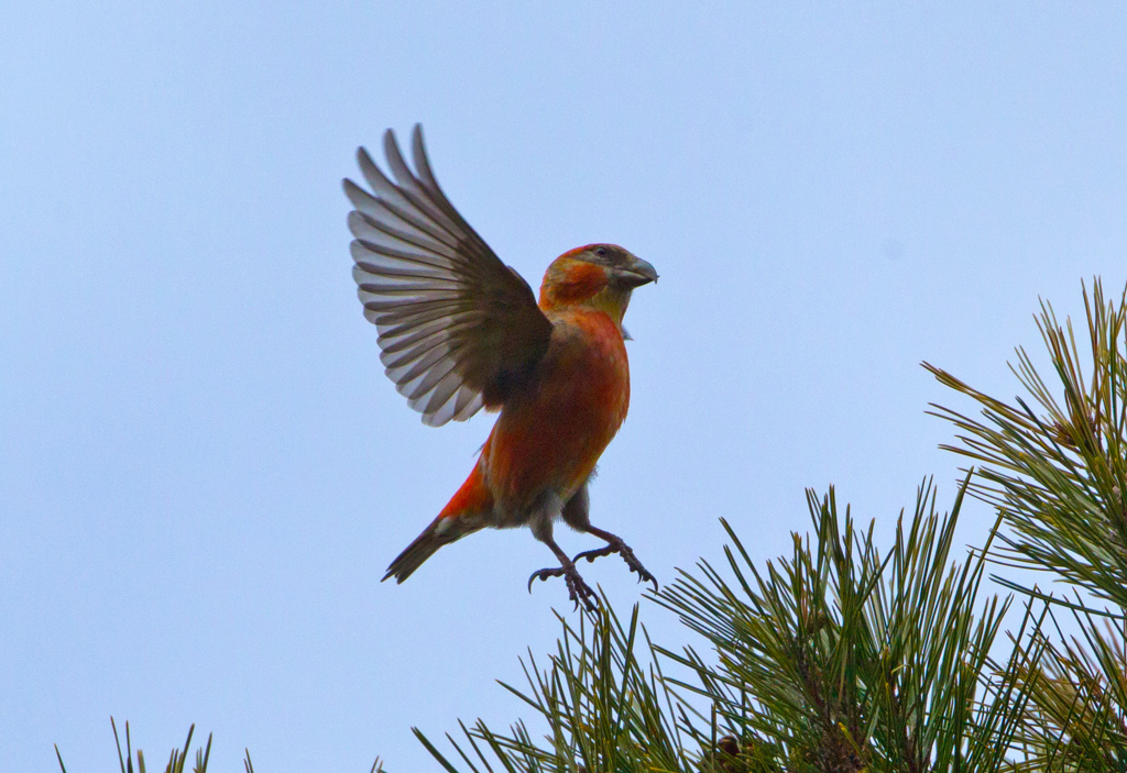 イスカのホバ01