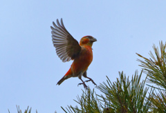 イスカのホバ01