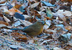 落ち葉返しのガビチョウ
