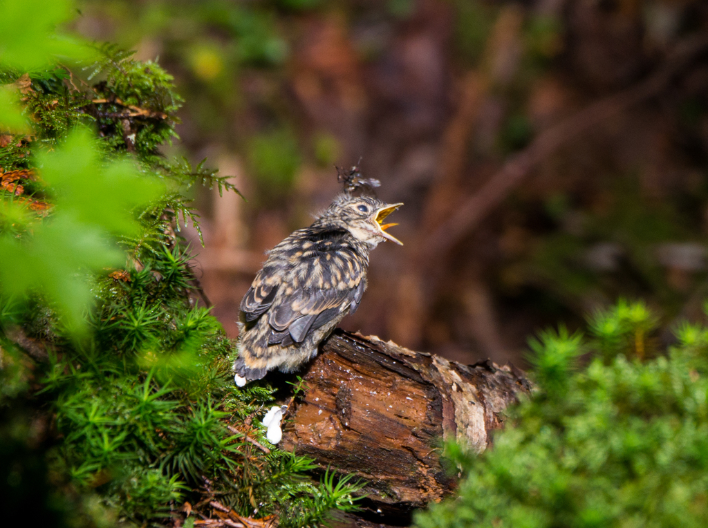 ほげぇ～～～～