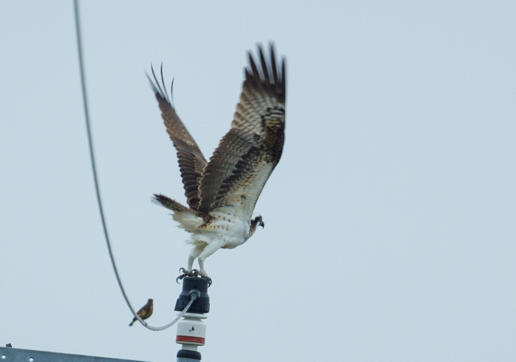 Pandion