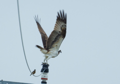 Pandion