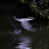 Crested kingfisher 02