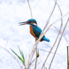 川でカワセミ　03