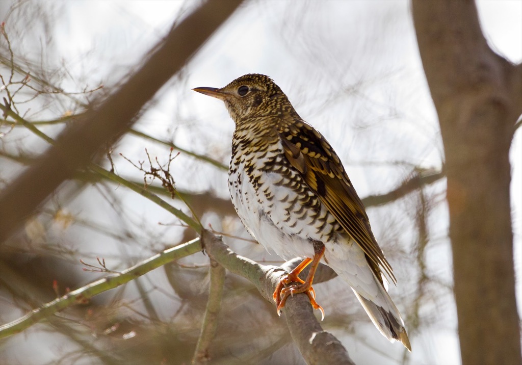 トラツグミ　03