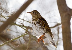 トラツグミ　03