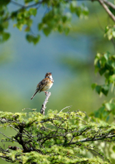 ホオアカ ホオアカ