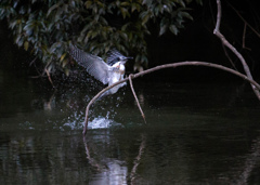 Crested kingfisher 37