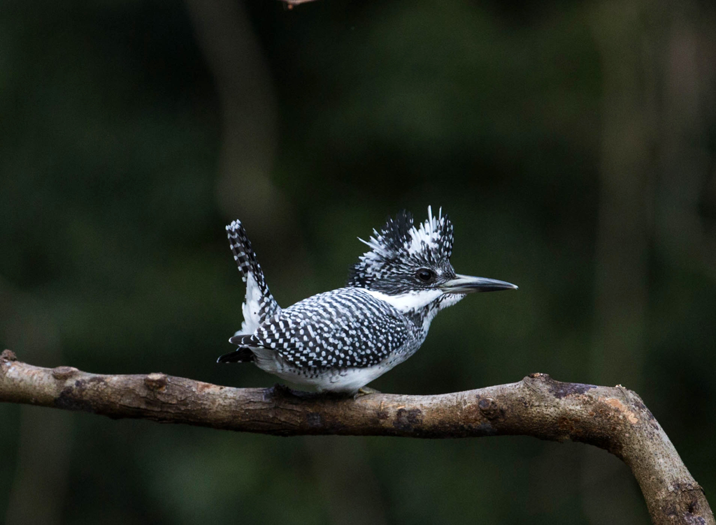 Crested kingfisher 07