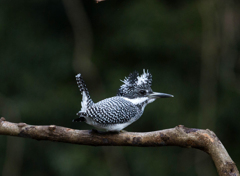 Crested kingfisher 07