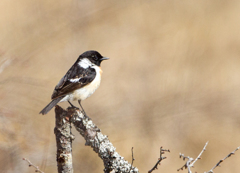 ノビタキ ノビタキ