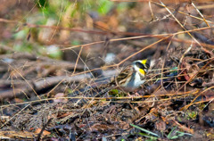 山中で出会ったミヤマホオジロ04