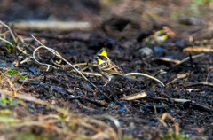 山中で出会ったミヤマホオジロ03