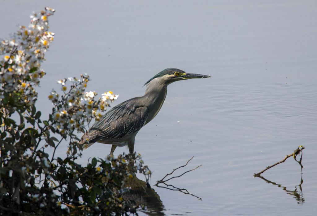 本命ササゴイ01