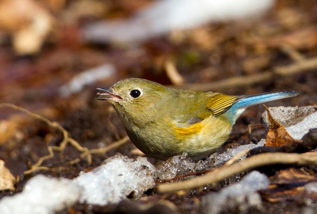 いただきま～す