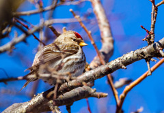 ベニヒワ ベニヒワ