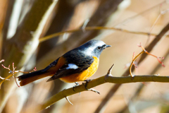 今年最後の野鳥撮影　ルリビタキ♂