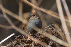 山中で出会ったカヤクグリ　01