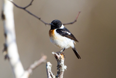 ノビタキ ノビタキ