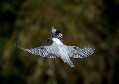 今日のヤマセミ01
