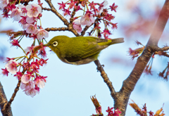 サクラにメジロ