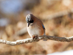 今日のお鳥さん　カケスの大好物