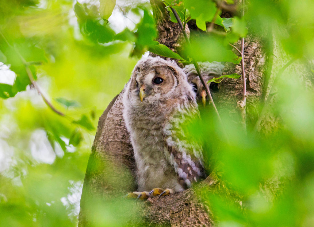 フクロウ巣立ち