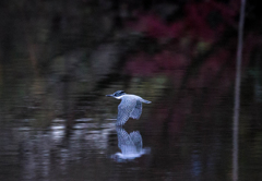 Crested kingfisher 20