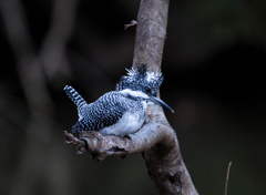 Crested kingfisher 29