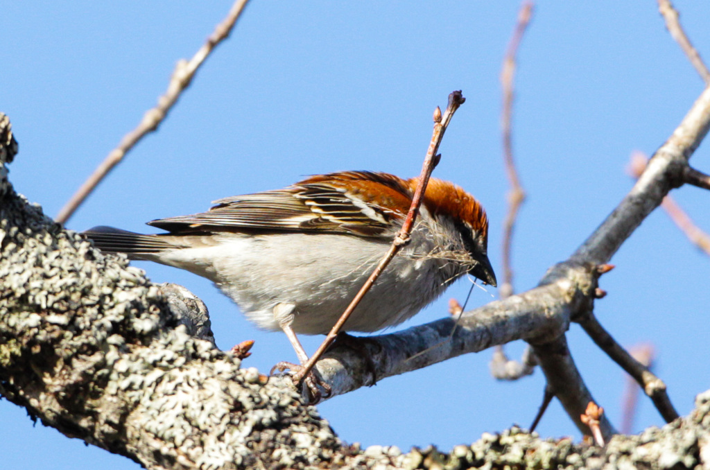 ニュウナンスズメ♂