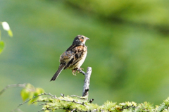 ホオアカ ホオアカ