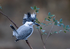 Crested kingfisher 21