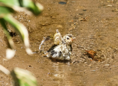 水浴び02 水浴び02