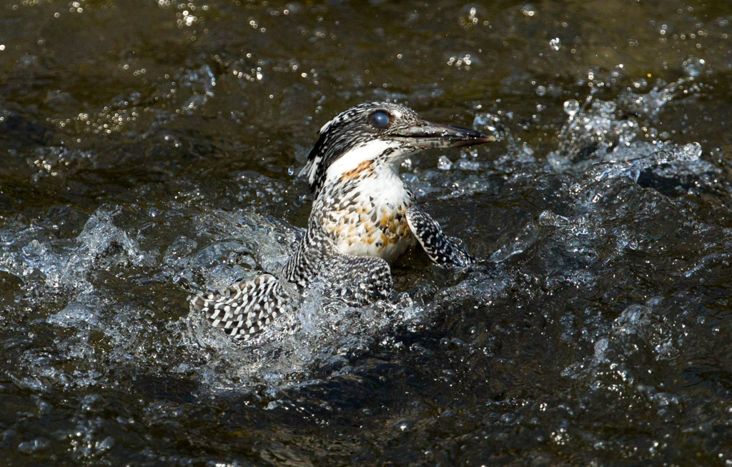 今日のヤマセミ02