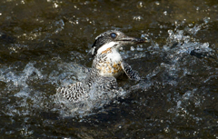 今日のヤマセミ02