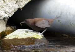 捕ったぞ! 捕ったぞ!