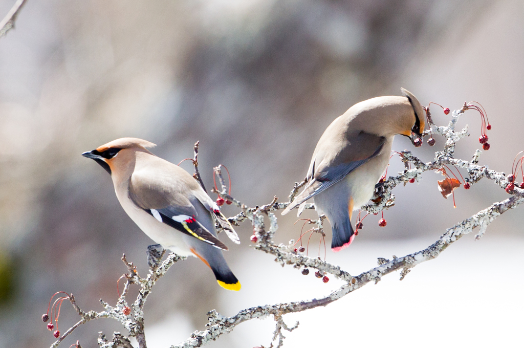 ヒレンジャクとキレンジャク02