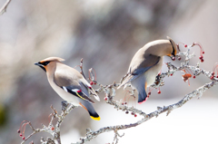 ヒレンジャクとキレンジャク02