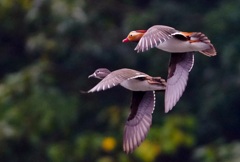 飛翔 アップ 飛翔 アップ